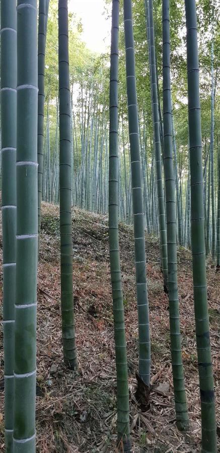 Moganshan Bamboo View Guesthouse Deqing Экстерьер фото